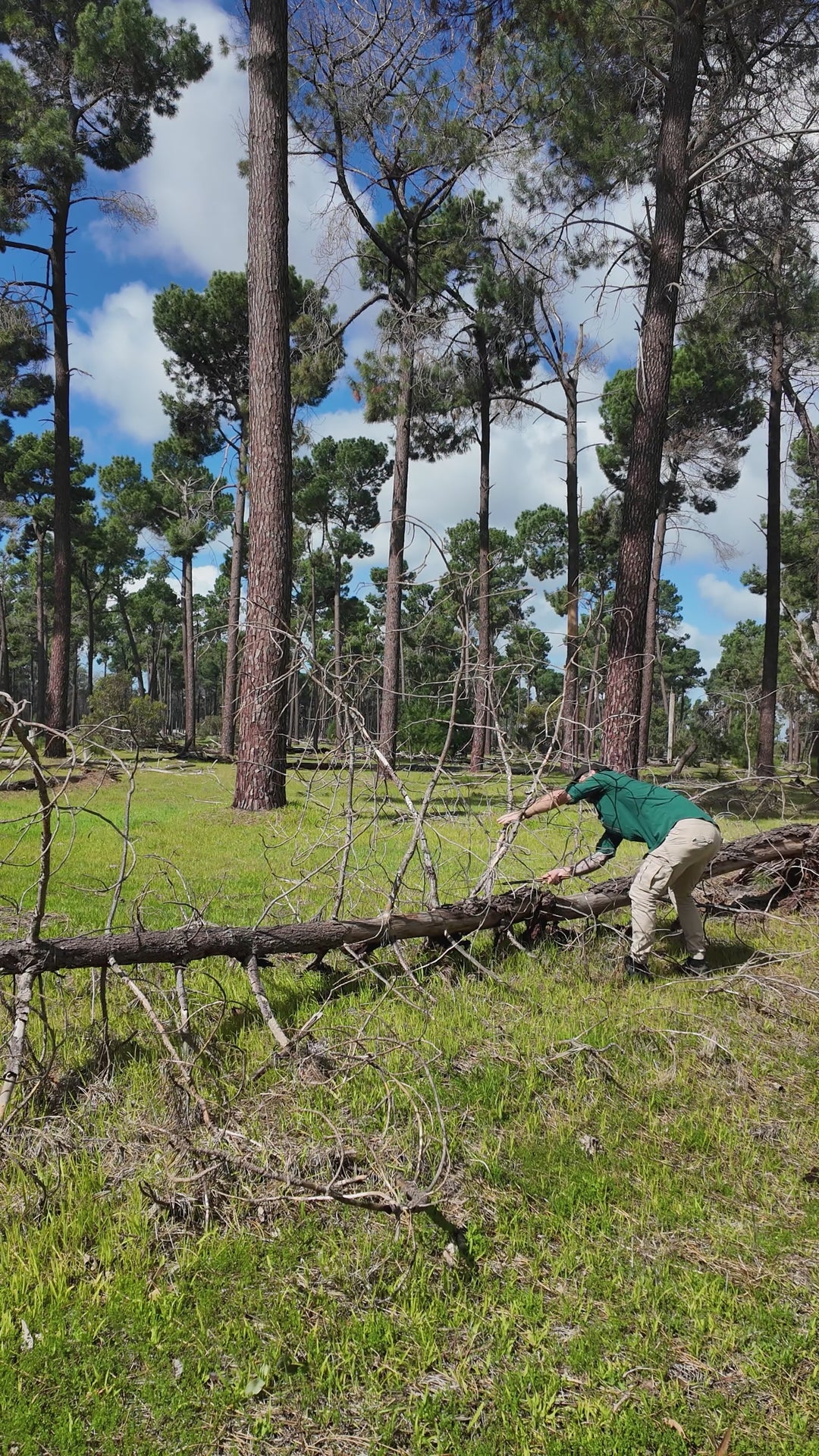 Silky Outback BigBoy 2000 Curved Extra Large Teeth | 360mm