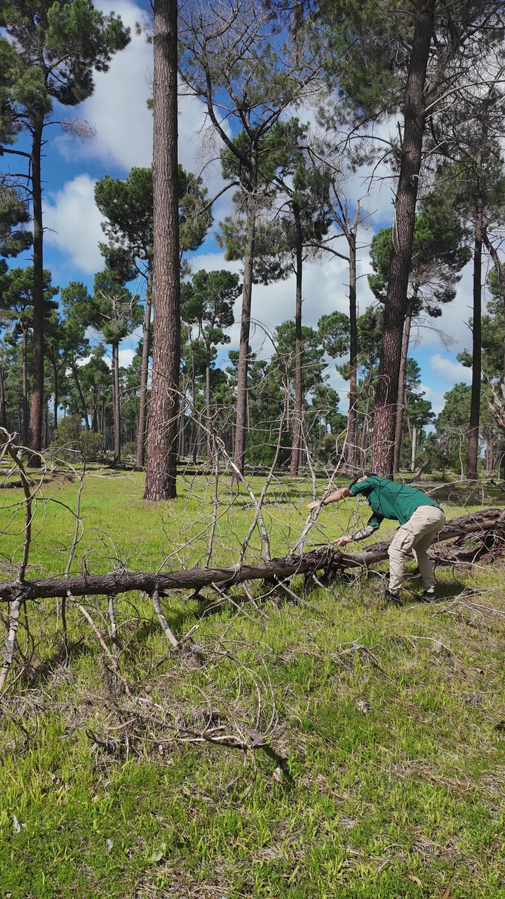 Silky Outback BigBoy 2000 Curved Extra Large Teeth | 360mm